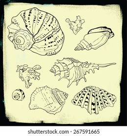 Set of vector hand drawn sea shells isolated in yellow background
