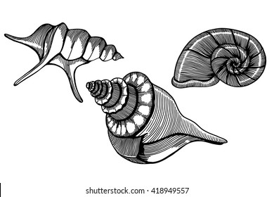 Set of vector hand drawn sea shells. Isolated on white