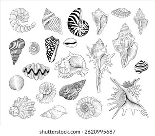 Conjunto de ilustrações de concha desenhadas à mão do vetor, coleção de animais marinhos de desenho de linha	
