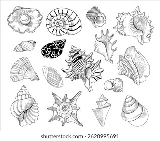 Conjunto de ilustrações de concha desenhadas à mão do vetor, coleção de animais marinhos de desenho de linha	