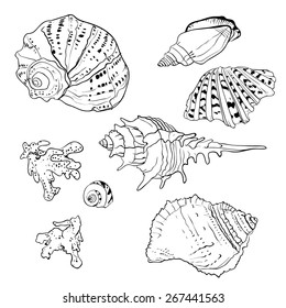 Set of vector hand drawn seashells isolated in white