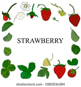 Set vector hand drawn strawberry and leaves .  Fruit berry illustration for farm market menu. Healthy food design. Illustration in retro style.