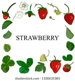 Set vector hand drawn strawberry and leaves .   Fruit berry illustration for farm market menu.  .Vector illustration berries and fruits in cartoon style.