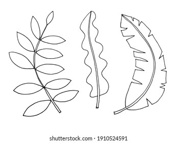 Set of vector hand drawn tropical black and white leaves. Botanical graphic elements. Isolated on white background.