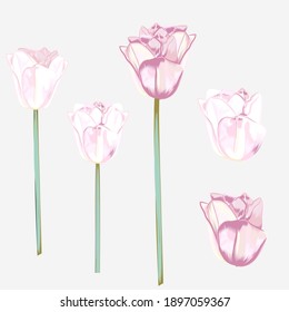 Set of vector hand drawn tulips in watercolor style