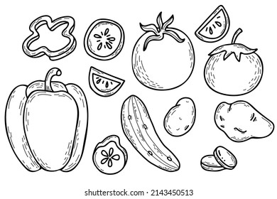 Set of vector hand drawn vegetables. Potatoes, peppers, cucumber and tomatoes. Whole vegetables and cut pieces. Vector illustration. Linear hand drawn doodle style for design, decor and decoration 