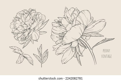 Set of vector hand drawn vintage peonies on pale beige background. Big beautiful flowers. Decorative art elements for design layouts, holiday invitations, fashion textile prints. Botanical collection.