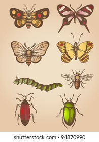 Set of vector hand drawn vintage butterfly and insects