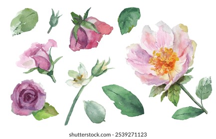 Set of vector hand drawn watercolor flowers, leaves, roses isolated. For invitation, greeting cards, wedding, patterns, blogs, fabric prints, textiles, packaging, wallpaper, blog, banner, cover Eps 10