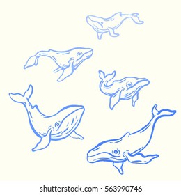 Set of vector hand drawn whales