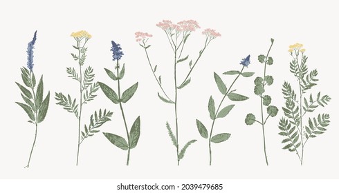 set of vector hand printed colored wild flowers