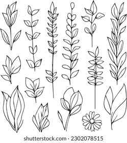 Set of vector hand-drawn botanical leaf, botanical line drawng,  wildflower botanical line art,leafs vector art, Pencil realistic wild flower drawing, ink sketch isolated on white background.