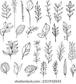 Set of vector hand-drawn botanical leaf, botanical line drawing,  wildflower botanical line art, leaf's vector art, Pencil realistic wild flower drawing, ink sketch isolated on white background