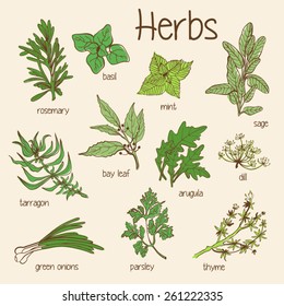 Set of vector hand-drawn fresh herbs