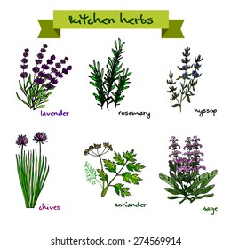 Set of vector hand-drawn fresh kitchen herbs