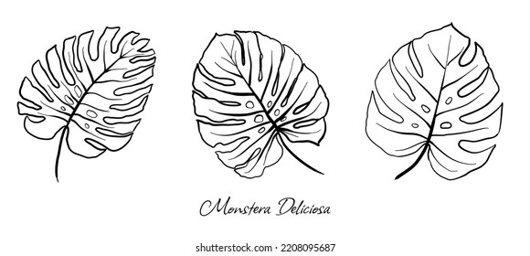 Set of vector handdrawn Monstera Deliciosa (Swiss Cheese Plant or Split-leaf Philodendron) leaves on white background.