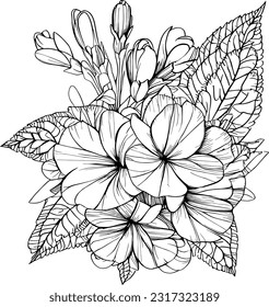 Conjunto de flores de primarosa dibujadas a mano vectoriales, boceto de tinta aislado en fondo blanco.Dibujo de primarosa vespertino, doodle de Primula denticulata y dibujo de primarosa de ilustración de pegatina, flor de primula dibujada