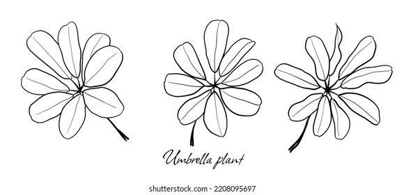 Set of vector handdrawn Schefflera (a.k.a. Umbrella Plant) leaves on white background.