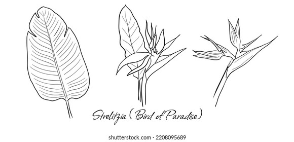 Set of vector handdrawn Strelitzia (Bird of Paradise Flower) leaves and flowers on white background.