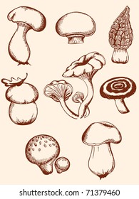 set of vector  hand-drawn vintage mushrooms