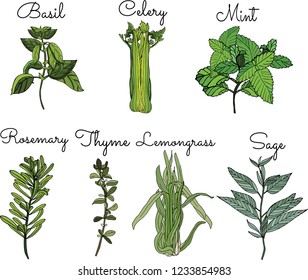 Set of vector herbs included - basil, celery, mint, rosemary, thyme, lemongrass and sage. Set of kitchen herbs hand drawing