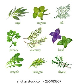 set of vector herbs.  Isolated on white.
