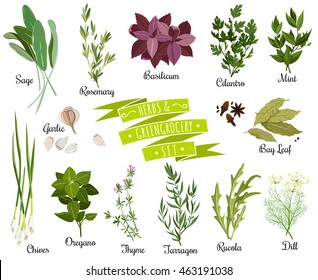 Set of vector herbs and spices on the wooden surface. Herbs set. Vector illustration