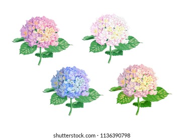 Set of vector highly detailed realistic illustration of hydrangea flowers isolated on white. Good for wedding floral design, greeting cards