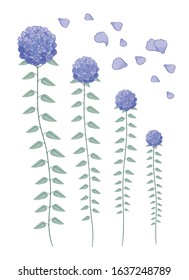 Set of vector highly detailed realistic illustration of violet hydrangea flowers. This set can be used on wedding invitation, floral design for cosmetics and perfumery and so on.
