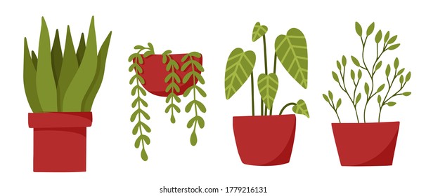 Set of vector home plants, garden, house garden, indoor flowers