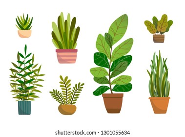 Set of vector house indoor plants, potted plants collection on white background. Flat colorful vector illustration