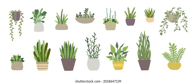 Conjunto de plantas interiores vectoriales, colección de plantas macetas sobre fondo blanco. Ilustración vectorial plana de color.