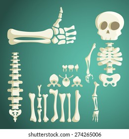 set of vector human bones