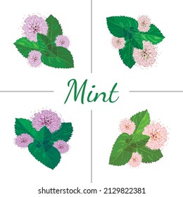set of vector icon of a cartoon mint leaf, fresh peppermint isolated on a white background.