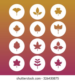 A set of vector icons for fall, autumn, leaf, leaves. ginkgo, maple.