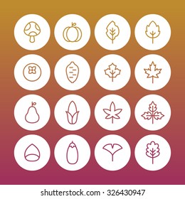 A set of vector icons for fall, autumn, leaf, leaves. ginkgo, maple.