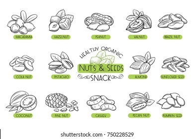 Set vector icons hand drawn nuts and seeds. Cola nut, pumpkin seed, peanut and sunflower seeds. Pistachio, cashew, coconut, hazelnut and macadamia. Illustration in sketch retro style.