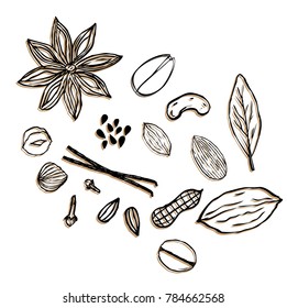 Set vector icons hand drawn nuts and seeds. Peanut, sunflower seeds, Pistachio, cashew, coconut, hazelnut and macadamia. Vector illustration