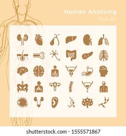 Set of vector icons of internal human organs in a glyph style isolated with background of human body illustration in liner style.