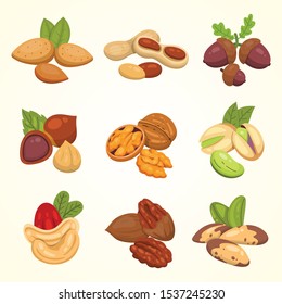 Set vector icons nuts in cartoon style. Nut food collection. Peanut, hazelnut, pistachio, cashew, pecan, walnut, brazil nut, almond, acorn.