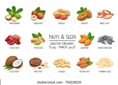 Set vector icons nuts and seeds. Cola nut, pumpkin seed, peanut and sunflower seeds. Pistachio, cashew, coconut, hazelnut and macadamia. Illustration in cartoon style.
