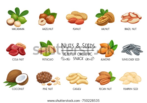 Set vector\
icons nuts and seeds. Cola nut, pumpkin seed, peanut and sunflower\
seeds. Pistachio, cashew, coconut, hazelnut and macadamia.\
Illustration in cartoon\
style.
