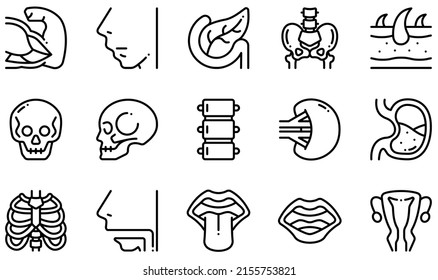 Set of Vector Icons Related to Human Body. Contains such Icons as Muscle, Nose, Pancreas, Pelvis, Skull, Skin and more.