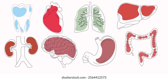 Set of vector icons related to human organs, pixel accurate, with the ability to edit stroke and scale on a white background with bright spots.