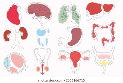 Set of vector icons related to human organs, pixel accurate, with the ability to edit stroke and scale on a white background with bright spots.