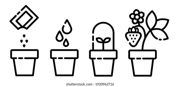 set of vector icons strawberry, outline, the process of growing strawberries from strawberry seeds in pots, transplanting seedlings into the ground, the stages of plant growth, infographics seedlings.