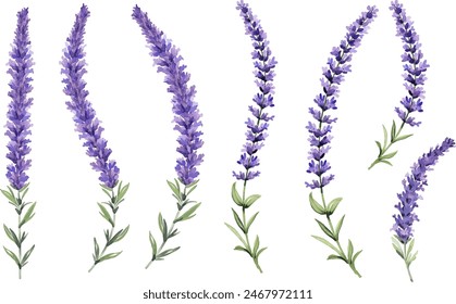 set Vector ilustración de acuarela provenza lavanda aislado sobre fondo blanco.	
