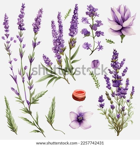 set vector illustation of watercolor provance lavender isolate on white background. Сток-фото © 