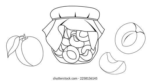 set vector illustration of apricot, apricot jam, jam jar, summer fruits, healthy and organic food, doodle and sketch style 