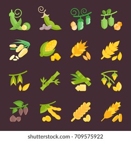Set vector illustration of beans and cereals. Flat elements on dark background